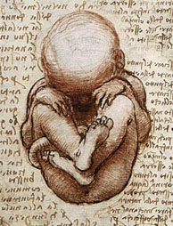 davinci fetus